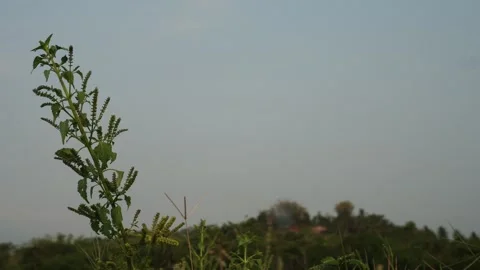 Basilicum polystachyon in the field Stock-Footage 265064880