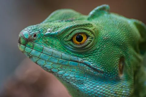 Basilisco iguana Stock Photos