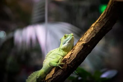 Basiliscus basiliscus is sitting on a branch. Lizard in the terrarium. Stock Photos