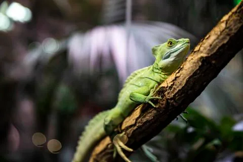 Basiliscus basiliscus is sitting on a branch. Lizard in the terrarium. Stock Photos