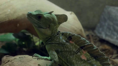Basiliscus Lizard Looking Around Stock Footage 193803151
