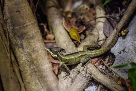 Basiliscus vittatus on the branches of a tree Stock Photos