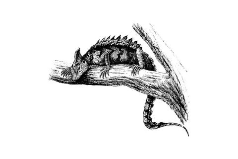 BASILISK (basiliscus basiliscus) - Vintage Engraved Illustration 1889 Stock Illustration