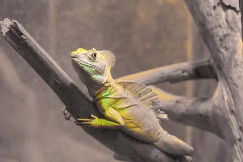 Basilisk basilisk, Basiliscus basiliscus, yellow-colored chameleon lizard on  Stockfoto's