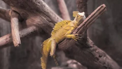 Basilisk basilisk, Basiliscus basiliscus, yellow-colored chameleon lizard o.. Stock Photos