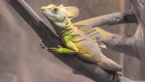 Basilisk basilisk, Basiliscus basiliscus, yellow-colored chameleon lizard o.. Stock Photos