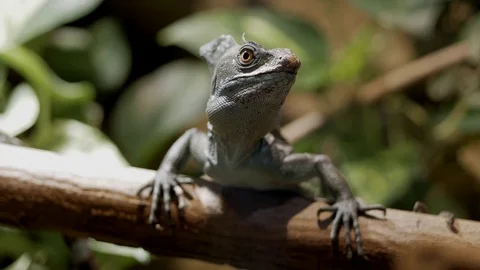 Basilisk in the jungle. Video stock 74874950