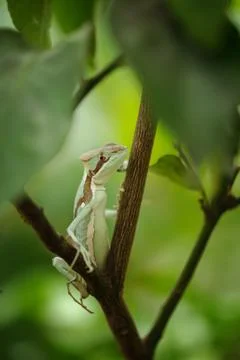 Basilisk . Lizard on branch. Closeup view to Laemanctus serratus. Mexican dragon Stock Photos