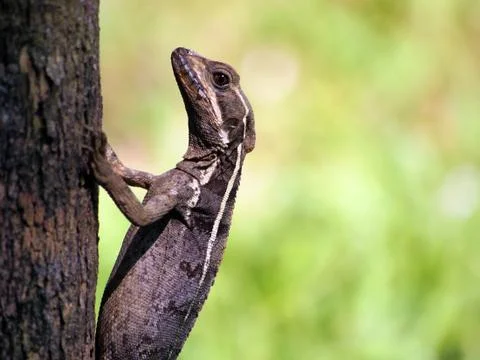 Basilisk lizard Stock Photos