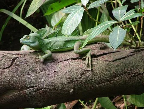 Basilisk lizard Foto stock