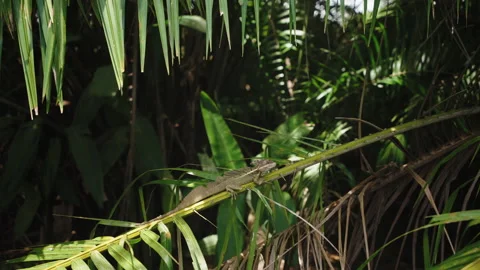 Basilisk lizard resting on a palm leaf in the rainforest. Vidéo 336059298