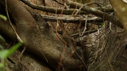 Basilisk lizard in Veracruz Stock-Footage 98377787