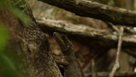 Basilisk lizard in Veracruz 스톡 동영상 98378199
