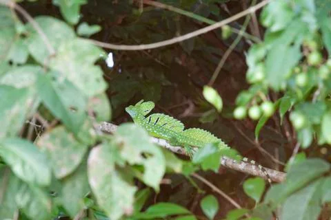 Basilisk lizzard Foto stock