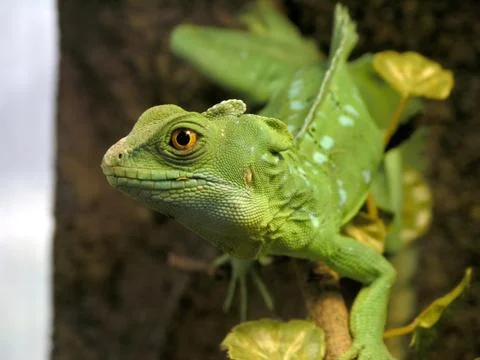 Basilisk Stock Photos