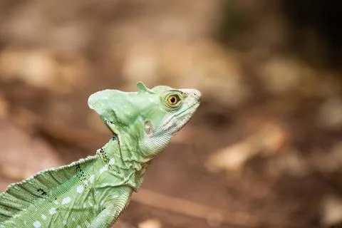 Basilisk Stock Photos