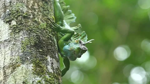 Basilisk reptile on a tree trunk seeking camouflage Stock Footage 155172799