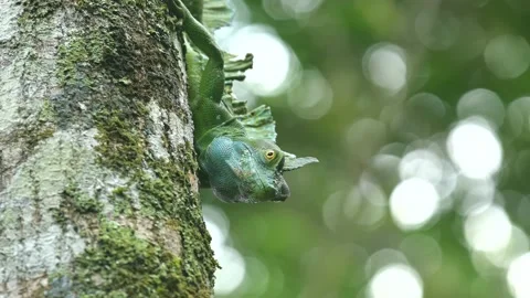 Basilisk reptile on a tree trunk seeking camouflage Stock Footage 155172802