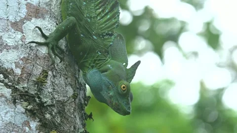 Basilisk reptile on a tree trunk seeking camouflage Video stock 155175225