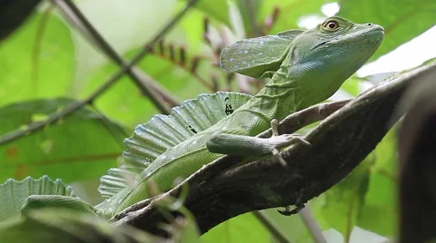 Basilisk sitting in Tree Stock Footage 47155949