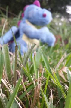 Basilisk's lawn Stock-Fotos