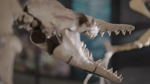 Basilosaurus dinosaur skeleton on display panning close up face Stock Footage 261130987