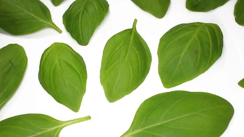 Basils basil leaf leaves closeup texture rotating video background Stock Footage 113143043