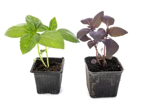 Basils in studio Stock Photos