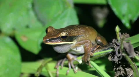 A Basin Treefrog (Hypsiboas lanciformis) calling in the Peruvian Amazon Stock Footage 10967235