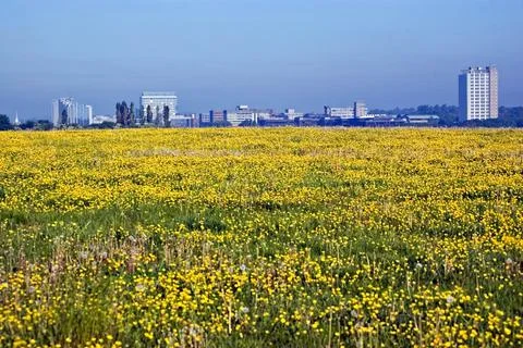 Basingstoke with buttercups Stock Photos