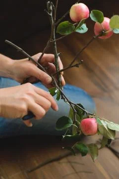 Basis for a bouquet of apple branches Stock Photos