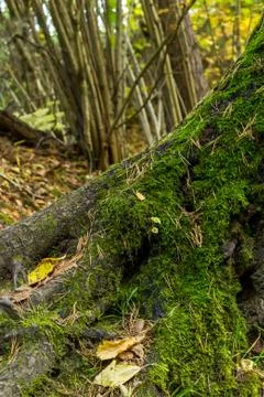 Basis forest trunk  old tree covered  moss fallen leaves against  background Stock Photos