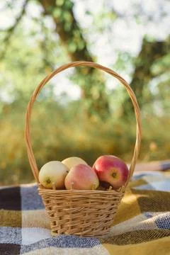 A basket with apples on the background of an apple tree trunk, the concept of Stock Photos