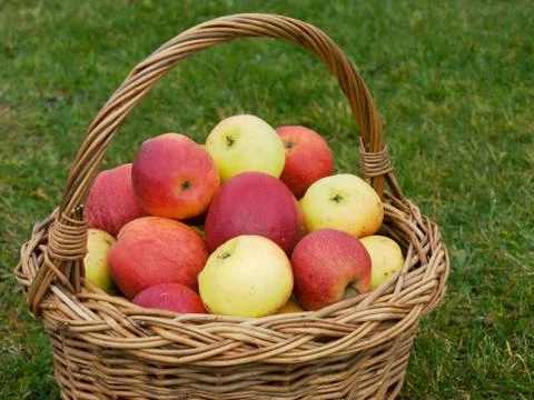 Basket of apples, closeup Stock Photos