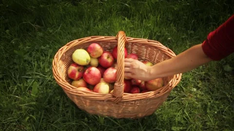 Basket with apples Stock Footage 8540724