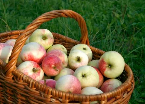 Basket with apples Stock Photos