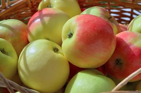 Basket with apples Stock Photos