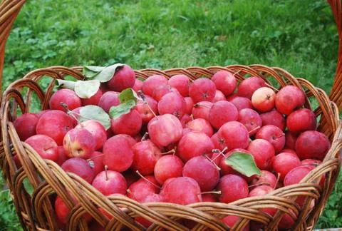 Basket of apples Stock-Fotos