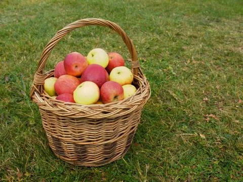 Basket of apples Stock Photos