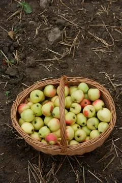Basket of apples Stock Photos