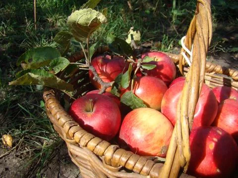 Basket with apples Stock-Fotos