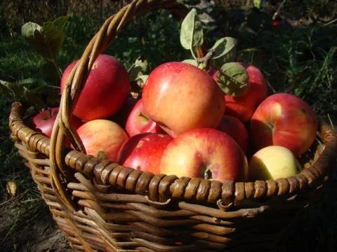 Basket with apples Stock Photos