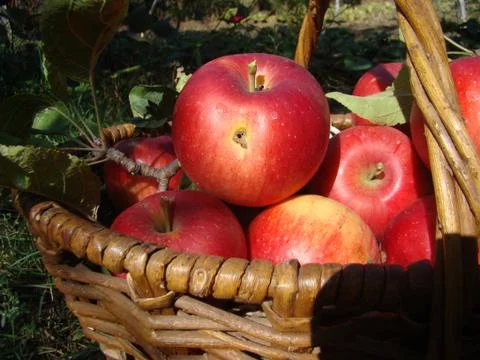 Basket with apples Stock Photos