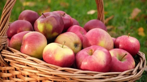 Basket of Apples. Ripe Apples in the Apple Orchard after Harvesting. Stock Footage 218390183