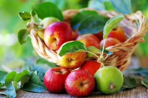 .basket of apples on table Stock Photos