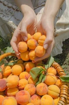Basket of apricots Stock Photos