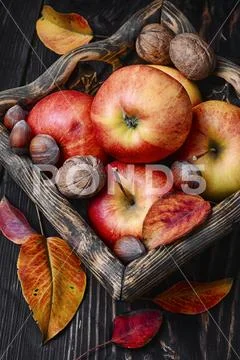 Basket of autumn apples Stock Photos