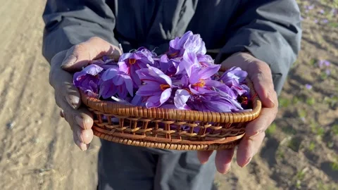 A basket of beautiful saffron crocus in the hands of a local old man Stock Footage 170078372