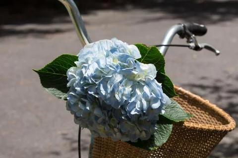 Basket with blue hydrangea Stock Photos