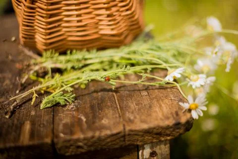 Basket with chamomile and ladybug Stock Photos